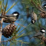 La mésange noire arrive dès le 1er octobre : comment l’attirer dans votre jardin