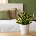 Une astuce surprenante pour arroser la langue de belle-mère